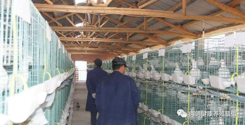 國務院出臺專項政策，家禽業迎來發展新機遇