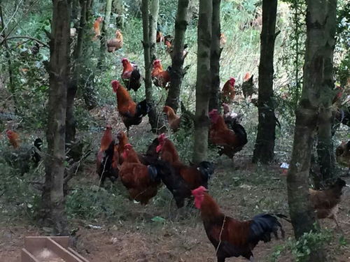 高原爨雞 獨特環境育出的優質家禽珍品