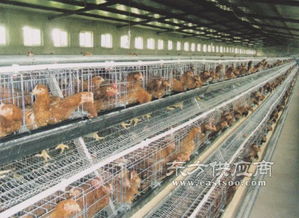 五蓮縣煜鑫畜牧機械廠 專業家禽養殖設備供應商