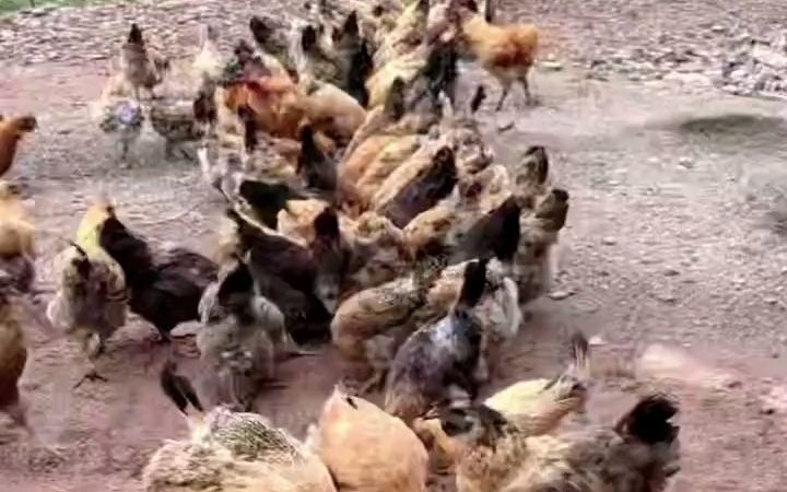 花椒籽 新農(nóng)村家禽養(yǎng)殖的優(yōu)質(zhì)日糧新選擇