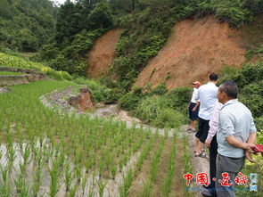 農(nóng)業(yè)技術(shù)人員深入田間指導(dǎo)水果災(zāi)后生產(chǎn)恢復(fù)