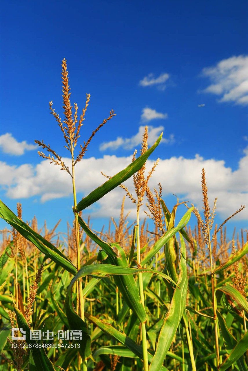 玉米地苗木 現(xiàn)代農(nóng)業(yè)的綠色希望