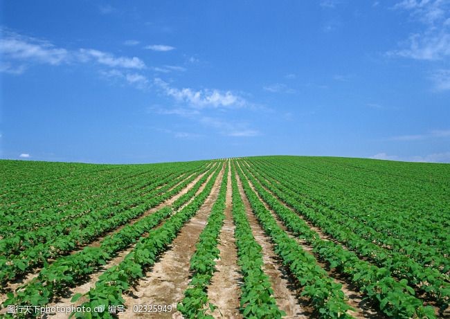 農(nóng)作物生長(zhǎng)圖片素材 記錄豐收與成長(zhǎng)的視覺盛宴