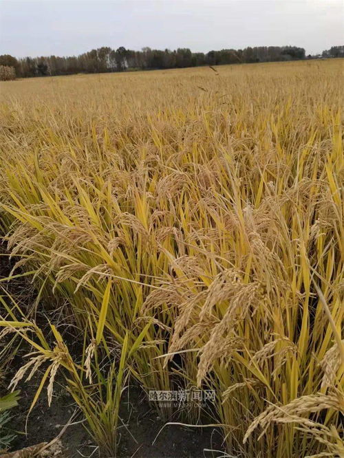 黑龍江秋收過半，農(nóng)作物收獲面積突破1.23億畝