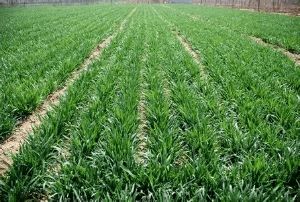 2021年春季主要農(nóng)作物科學(xué)施肥指導(dǎo)意見解讀與實(shí)施建議